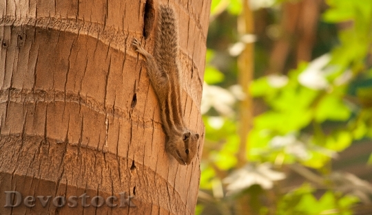 Devostock Squirrel Palm Tree Climbing 0