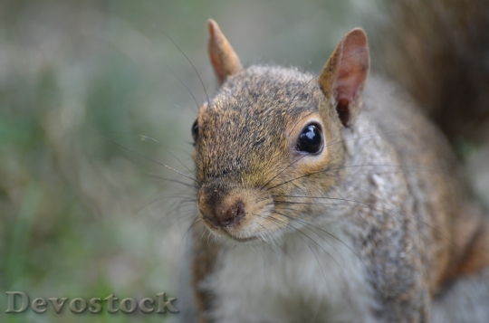 Devostock Squirrel Park Animal Animals