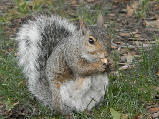 Devostock Squirrel Park Peanut Animal