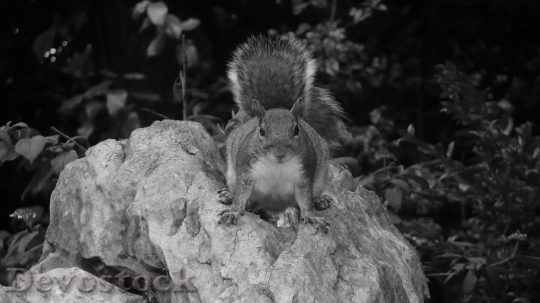 Devostock Squirrel Park Stone Rock 0