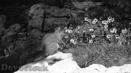 Devostock Squirrel Park Stone Rock