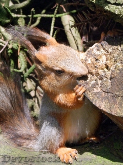Devostock Squirrel Sciurus Rodent Croissant