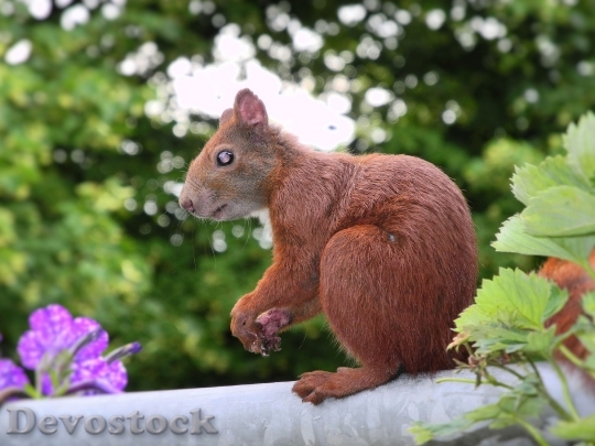 Devostock Squirrel Sciurus Vulgaris Balcony