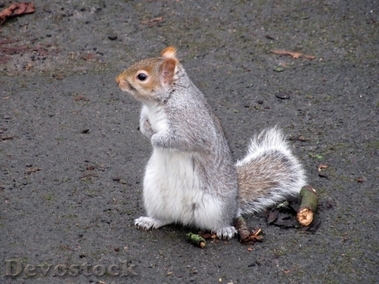 Devostock Squirrel Scotland Park Macro