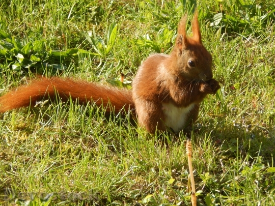 Devostock Squirrel Small Animal Furry 0