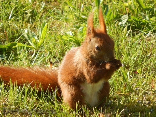 Devostock Squirrel Small Animal Furry 1