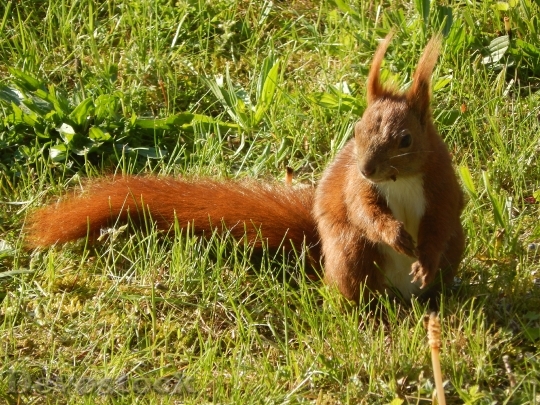 Devostock Squirrel Small Animal Furry