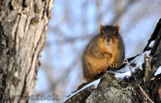 Devostock Squirrel Snow Perch Winter