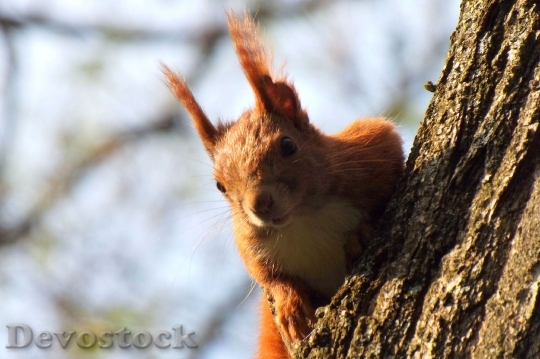 Devostock Squirrel Spring Tree Animal 0