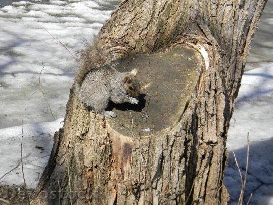 Devostock Squirrel Spring Wild Animals