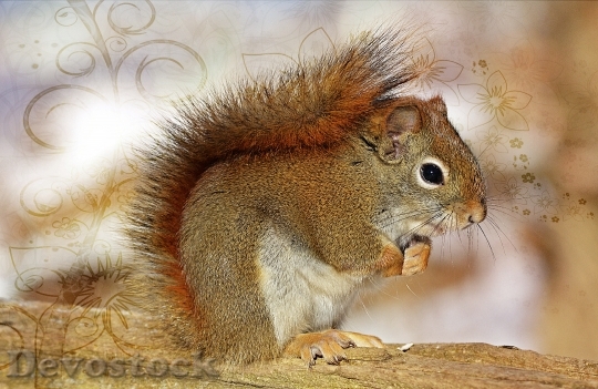 Devostock Squirrel Sweet Animals Furry