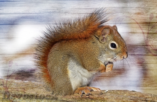 Devostock Squirrel Sweet Cute Furry