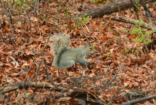 Devostock Squirrel Tail Animal Nature