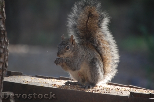 Devostock Squirrel Tail Eating Animal
