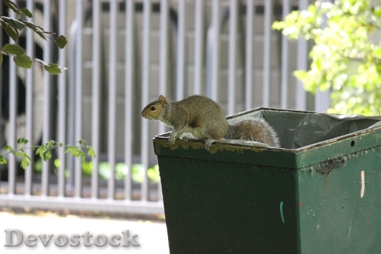 Devostock Squirrel Trash Bin Park