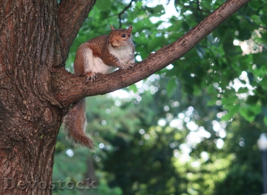 Devostock Squirrel Tree Animal Cute