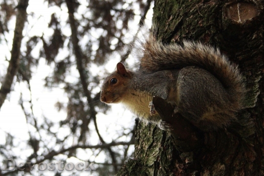 Devostock Squirrel Tree Animal Nature 0