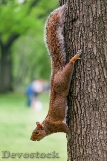 Devostock Squirrel Tree Animal Nature