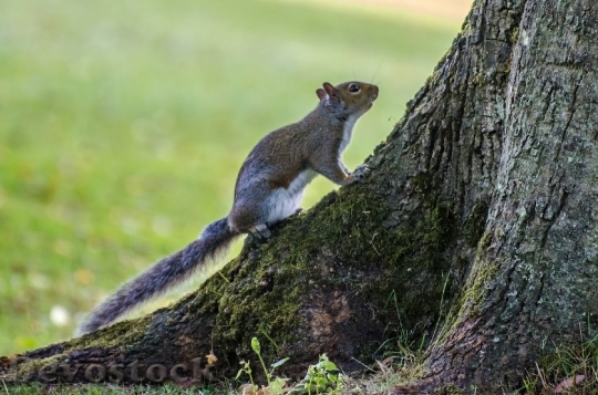 Devostock Squirrel Tree Animals Wildlife