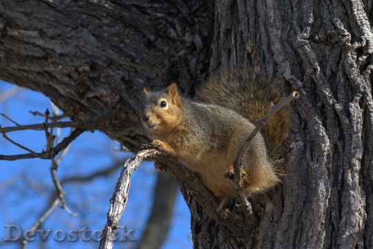 Devostock Squirrel Tree Branch Outdoor