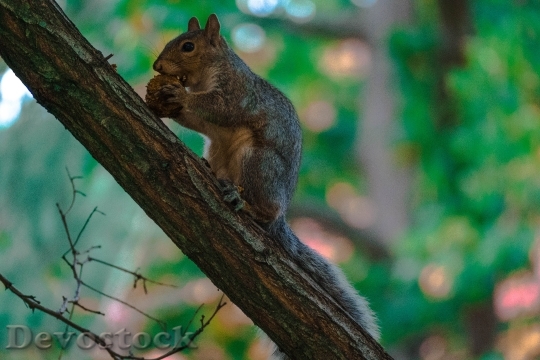 Devostock Squirrel Tree Canada Wildlife