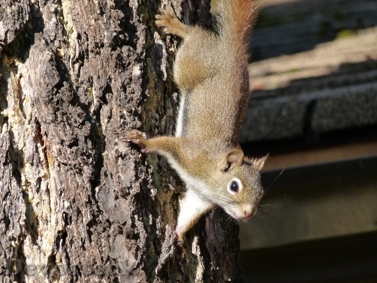 Devostock Squirrel Tree Ciimbing Rodent