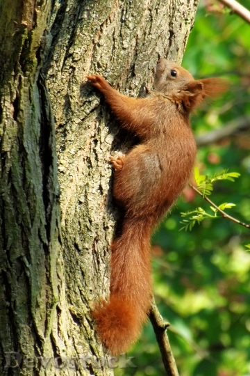 Devostock Squirrel Tree Climb 1290067