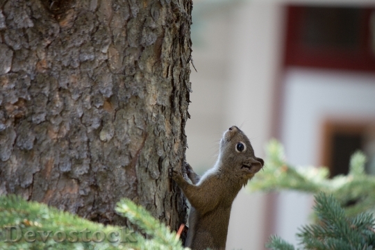 Devostock Squirrel Tree Cute Mammal