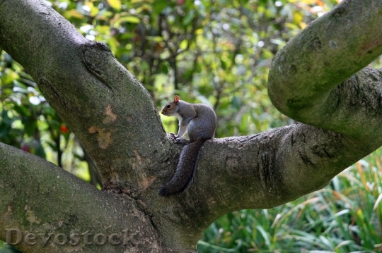 Devostock Squirrel Tree Furry Limbs