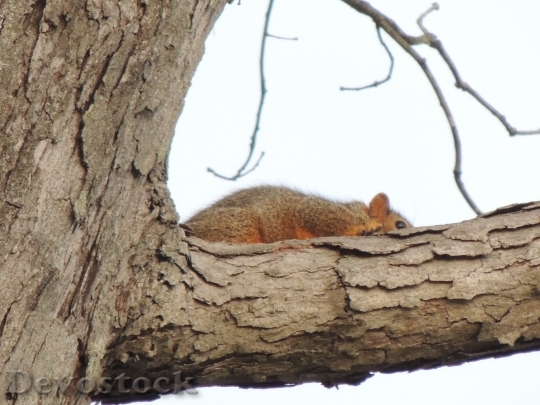 Devostock Squirrel Tree Heber Springs