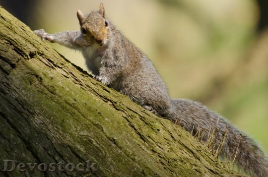 Devostock Squirrel Tree Mammal Paw 0