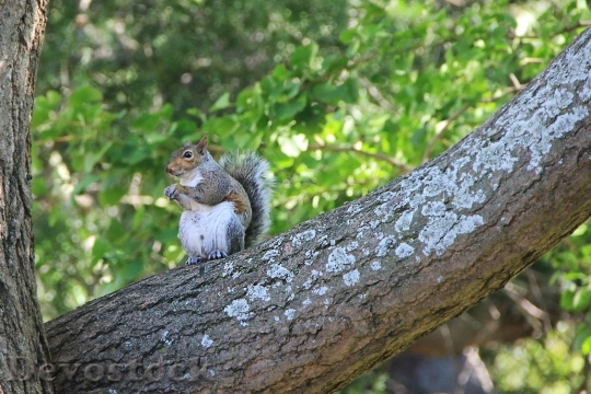 Devostock Squirrel Tree Nager Nature