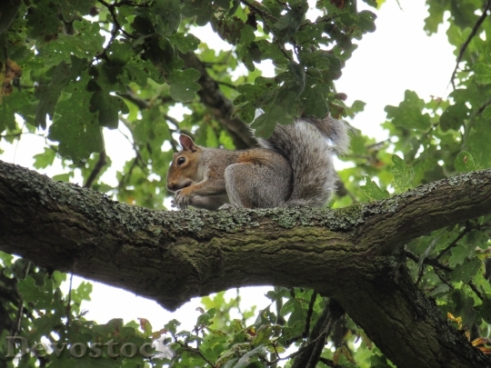 Devostock Squirrel Tree Nature Eating