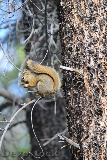 Devostock Squirrel Tree Nature Wildlife