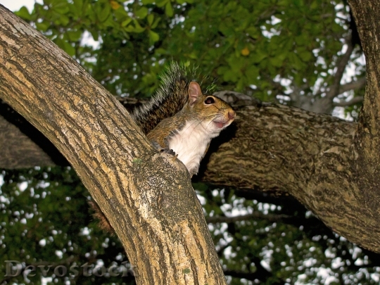 Devostock Squirrel Tree Rodent 857253