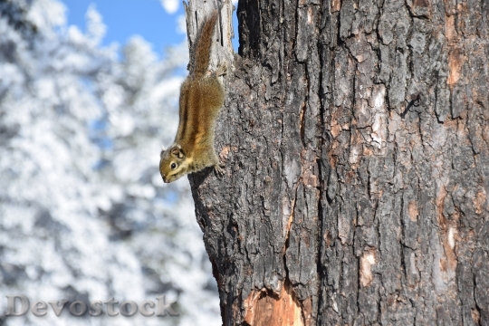 Devostock Squirrel Tree Snow 807722