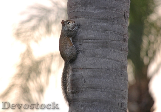 Devostock Squirrel Trunk Wildlife Rodent