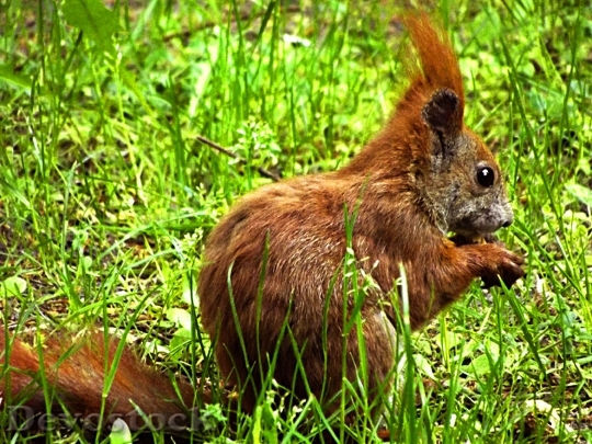 Devostock Squirrel Verifiable Kitten Meadow