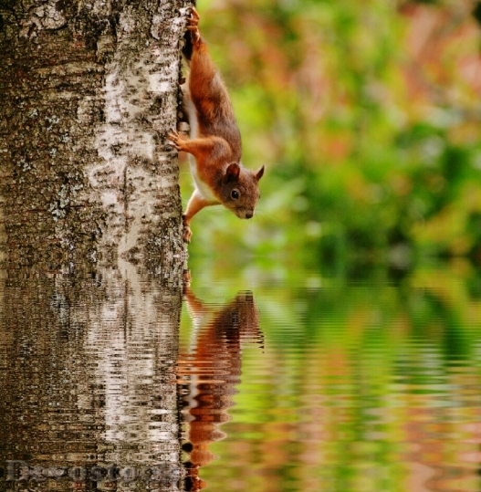 Devostock Squirrel Water Mirroring Nager 1