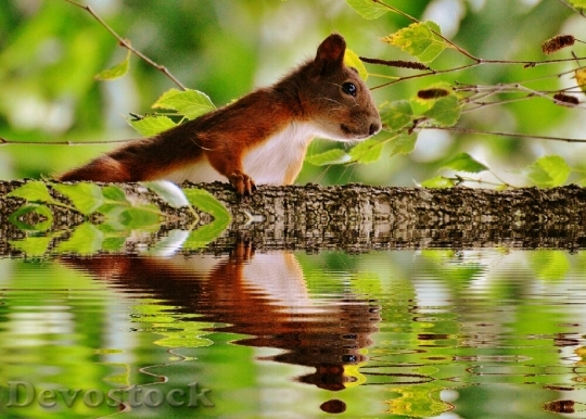 Devostock Squirrel Water Mirroring Nager
