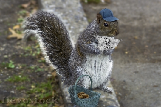 Devostock Squirrel Whimsy Composite Animal