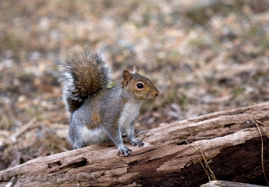 Devostock Squirrel Wild Animal Forest