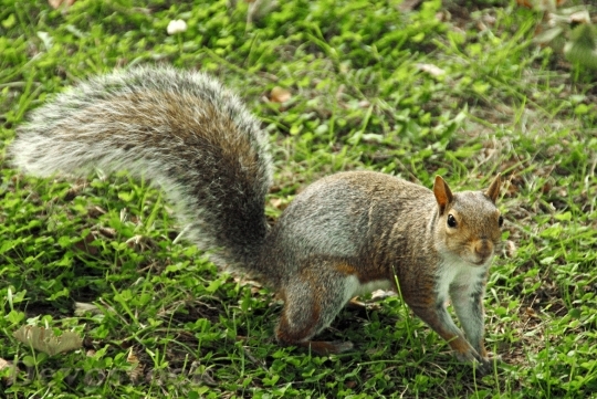 Devostock Squirrel Wild Animals 919163
