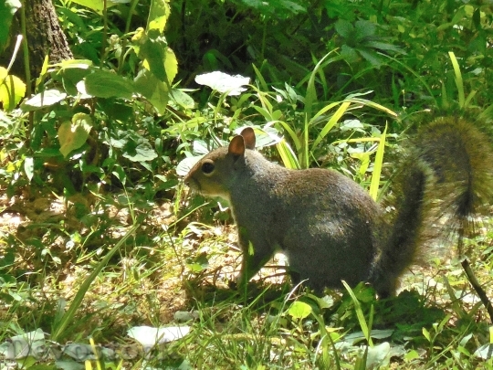 Devostock Squirrel Wild Nature Animal