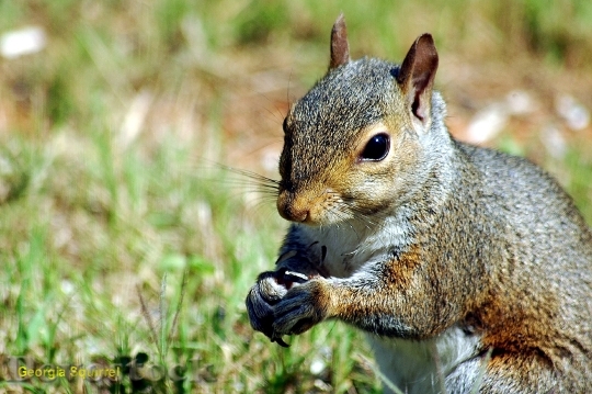 Devostock Squirrel Wildlife Animal Rodent