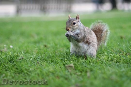 Devostock Squirrel Wildlife Animals London
