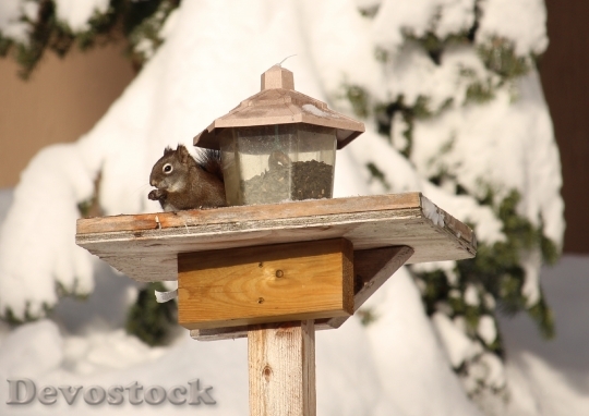 Devostock Squirrel Winter Animal Snow