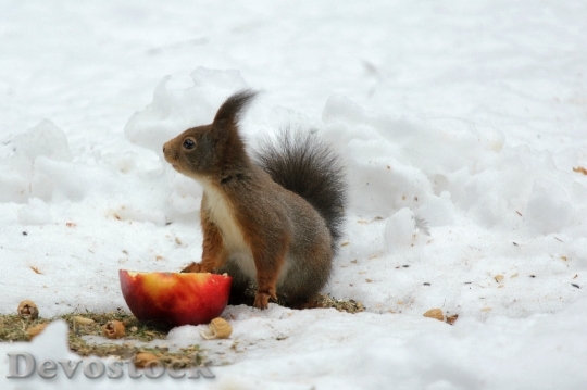 Devostock Squirrel Winter Snow Apple