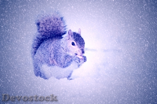 Devostock Squirrel Winter Snow Light