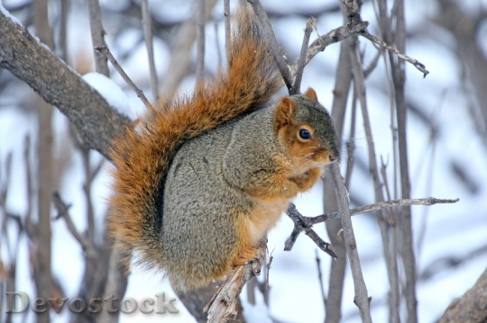 Devostock Squirrel Winter Wildlife Nature
